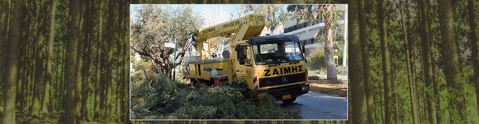 Κλάδεμα υψηλών δέντρων